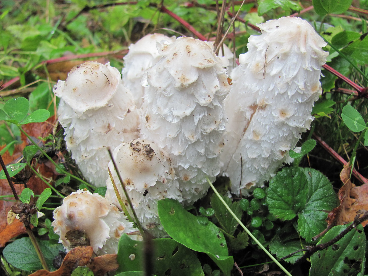 Coprinus comatus