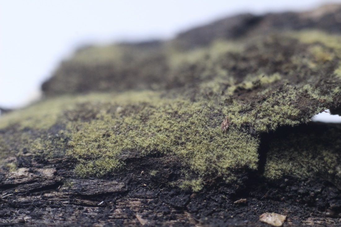 Haplotrichum spec