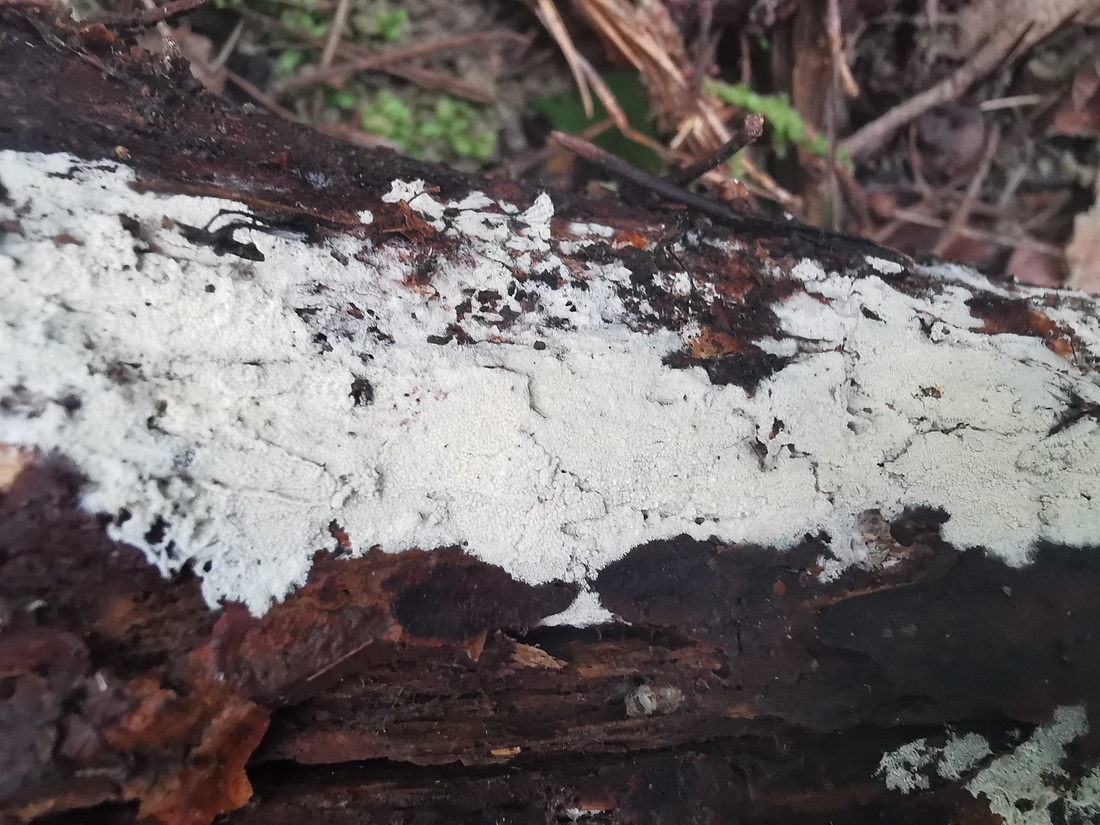 Trechispora microspora