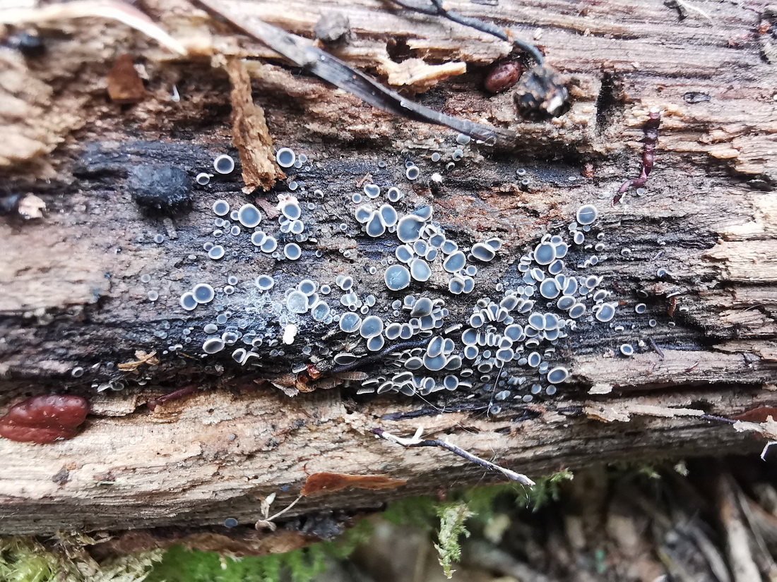 Mollisia elegantior