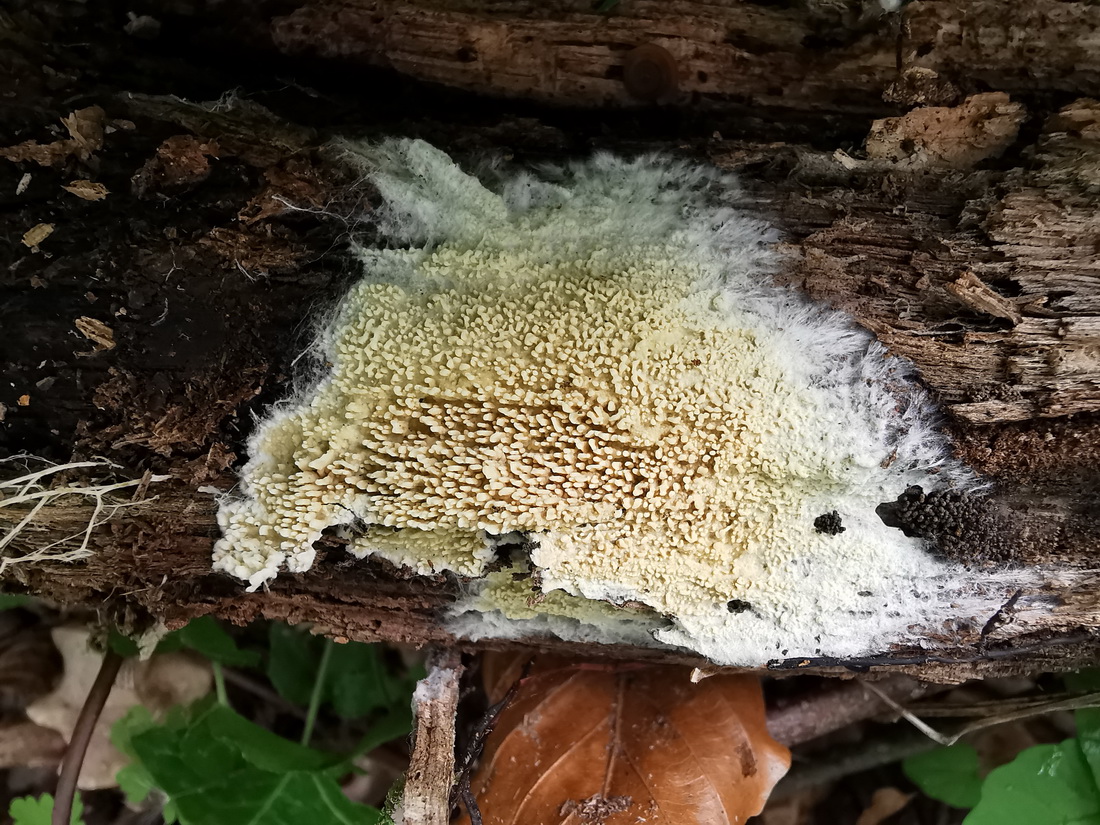 Cristinia eichleri