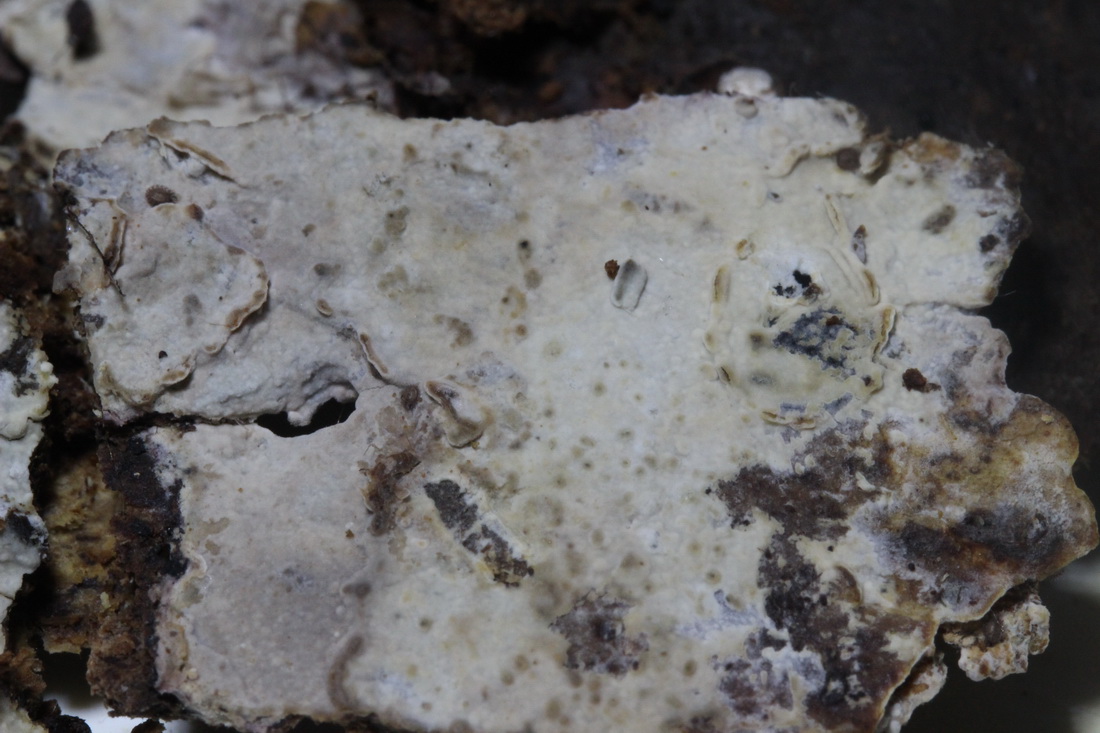 Crustoderma corneum