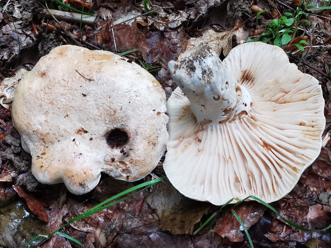 Russula camarophylla