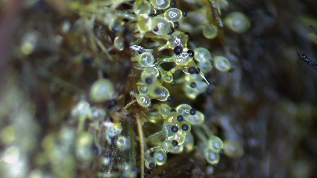 Pilobolus lentiger