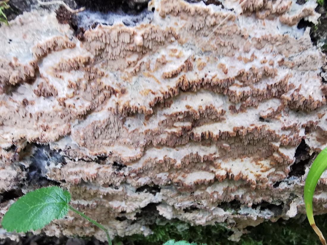 Phlebia lilascens