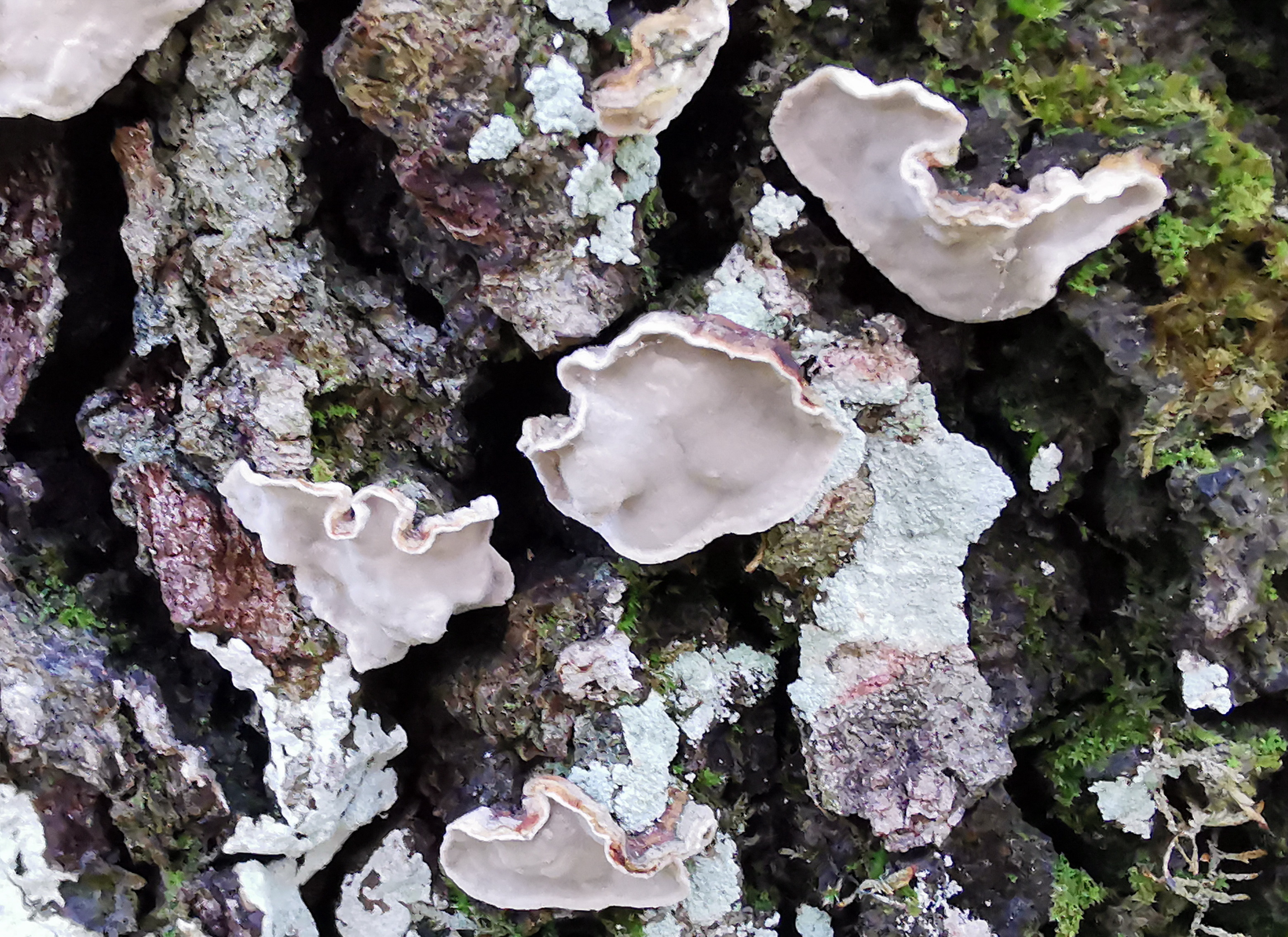 Aleurodiscus disciformis