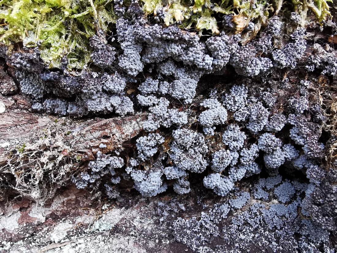 Physarum utriculare