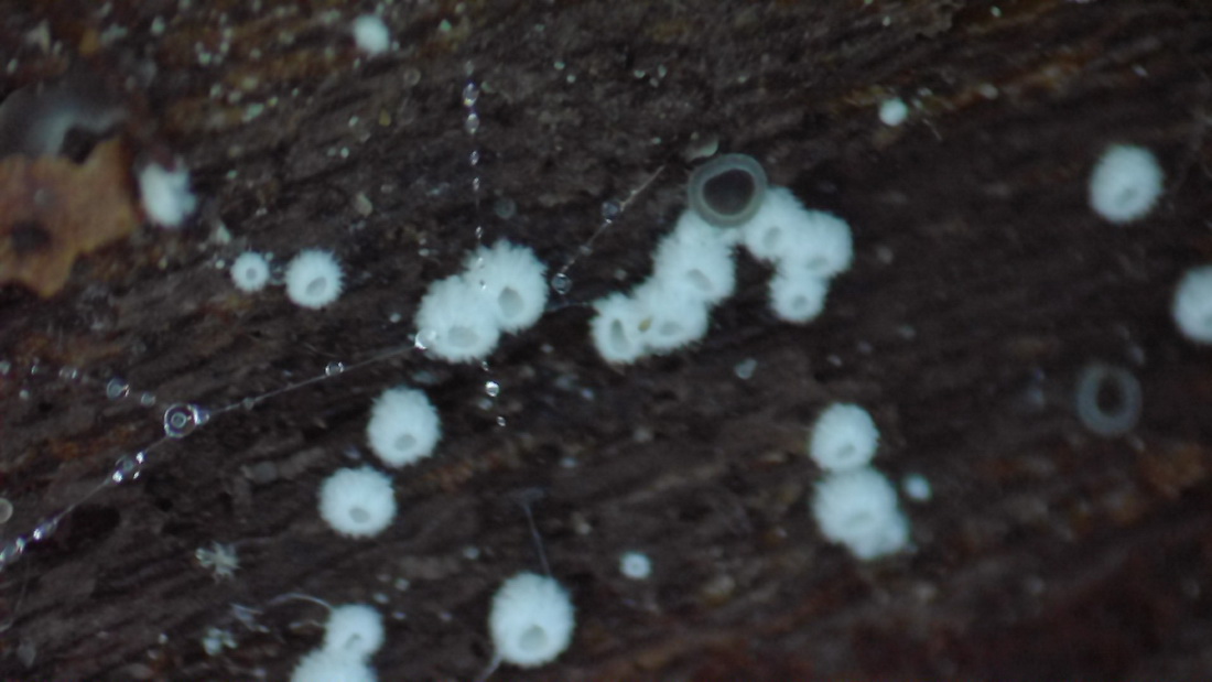 Flagelloscypha minutissima