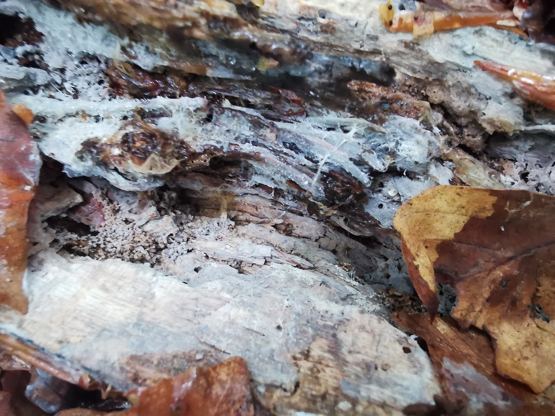 Xenasma tulasnelloideum