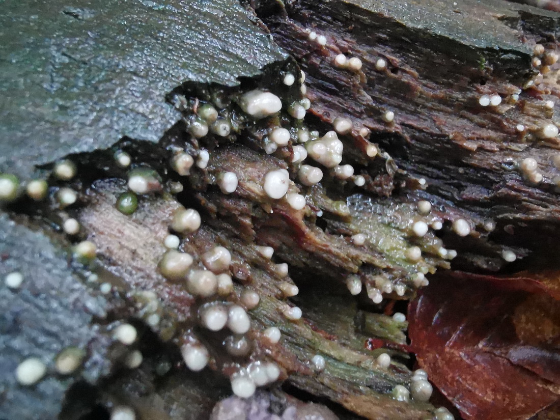 Helicogloea compressa