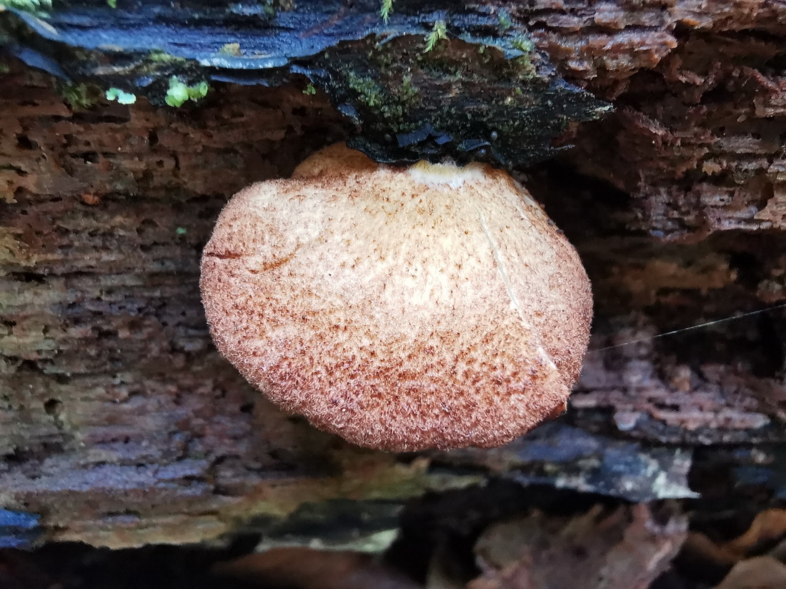 Crepidotus crocophyllus