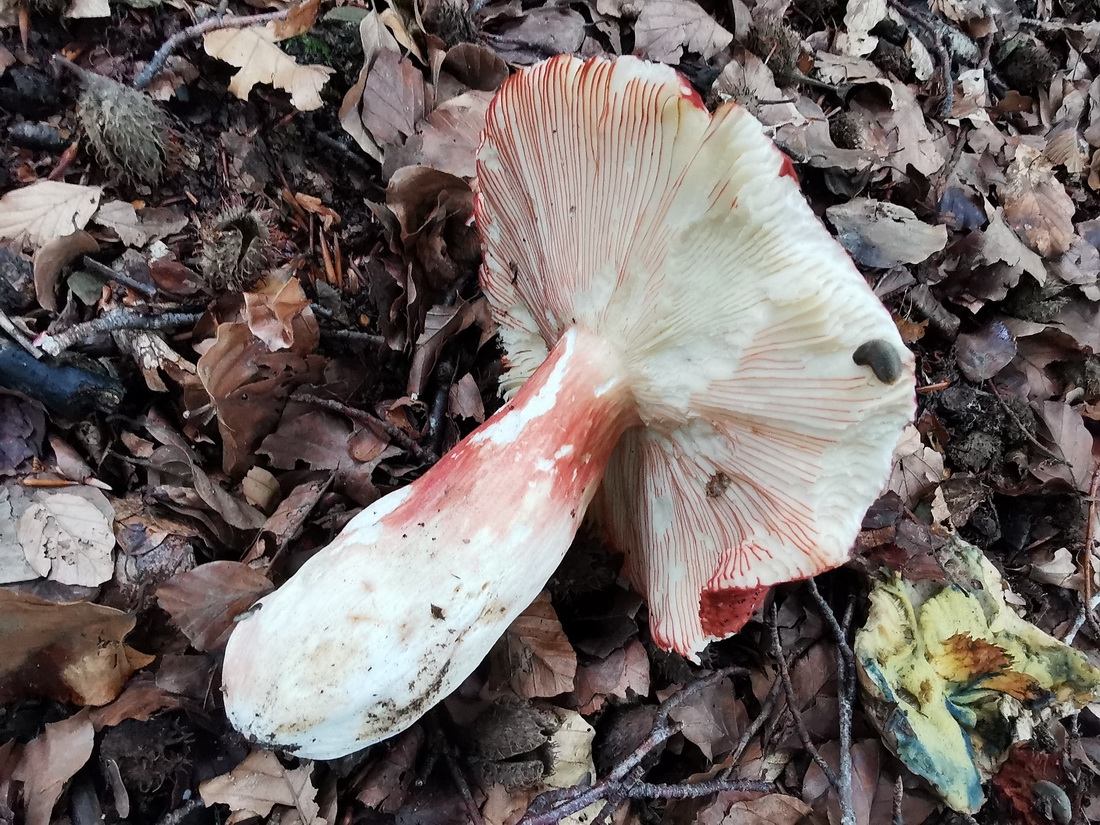 Russula amarissima