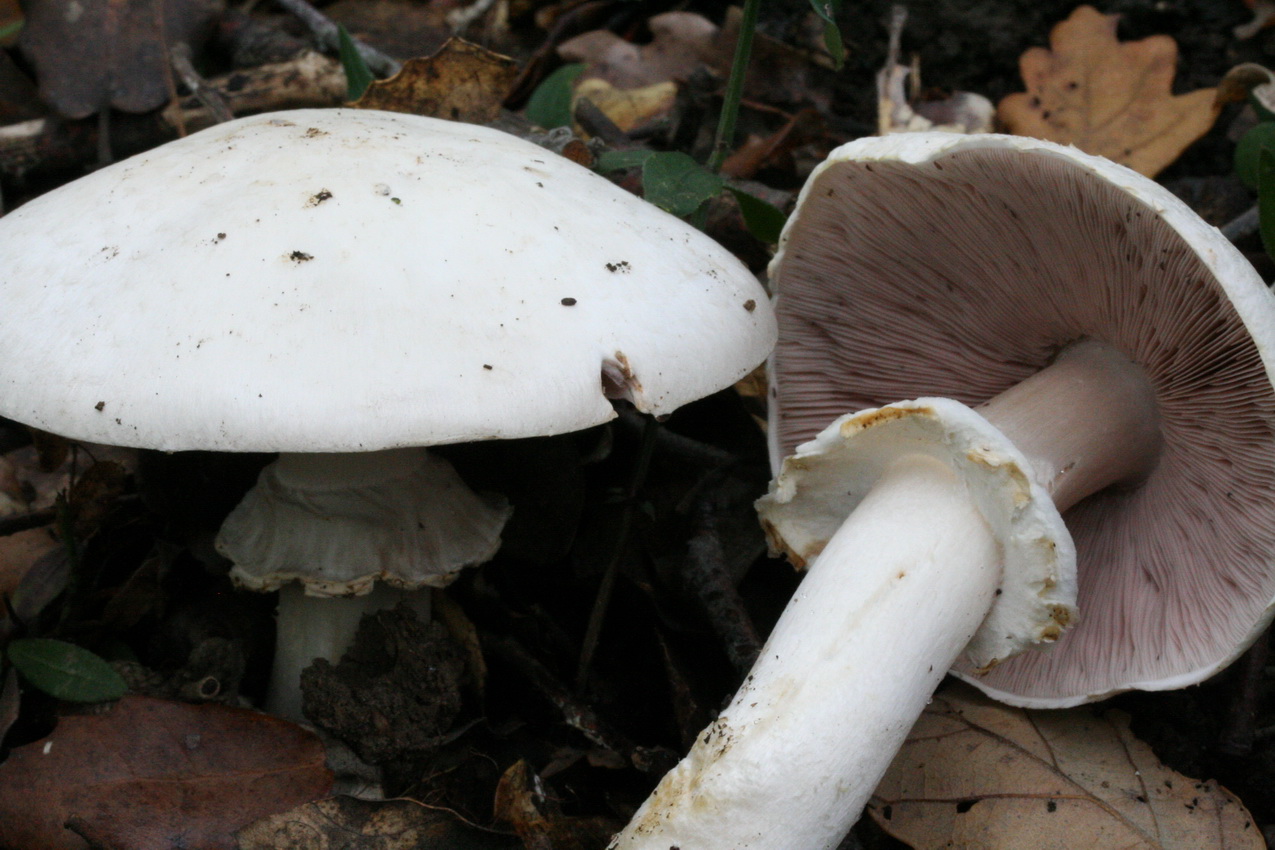 Agaricus sylvicola