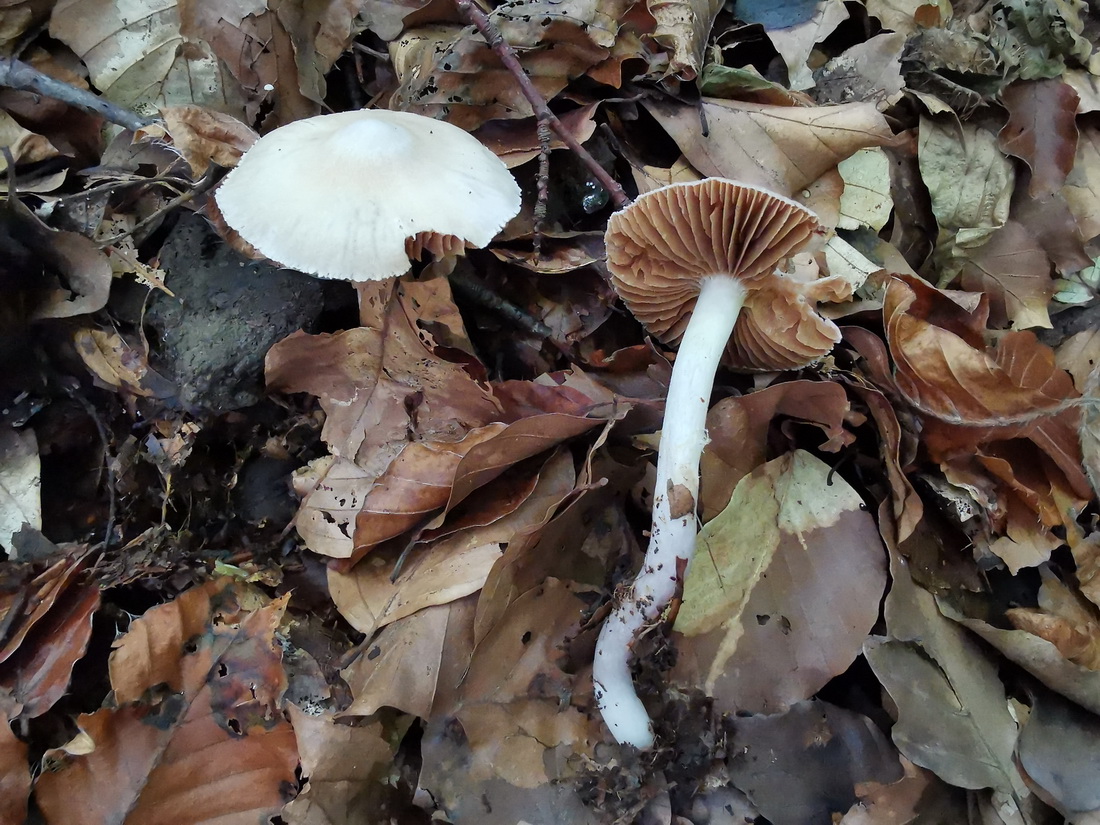 Cortinarius duracinus