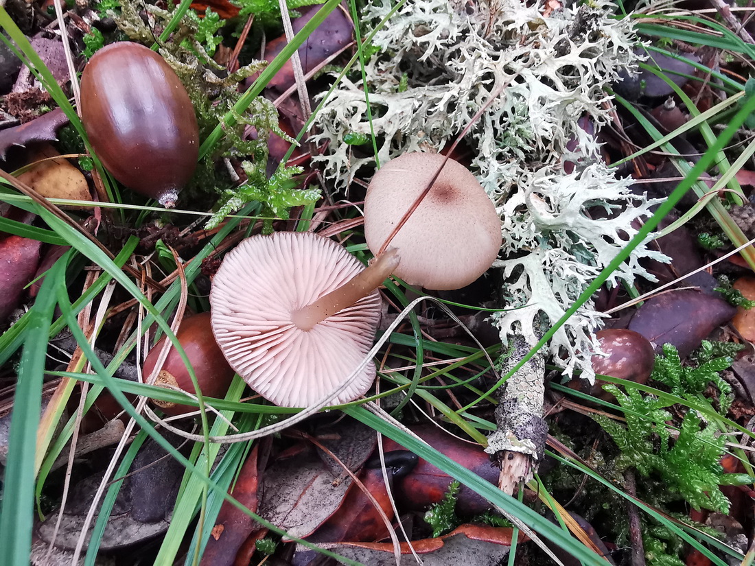 Entoloma turci
