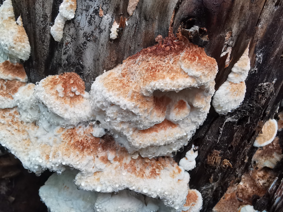Pappia fissilis