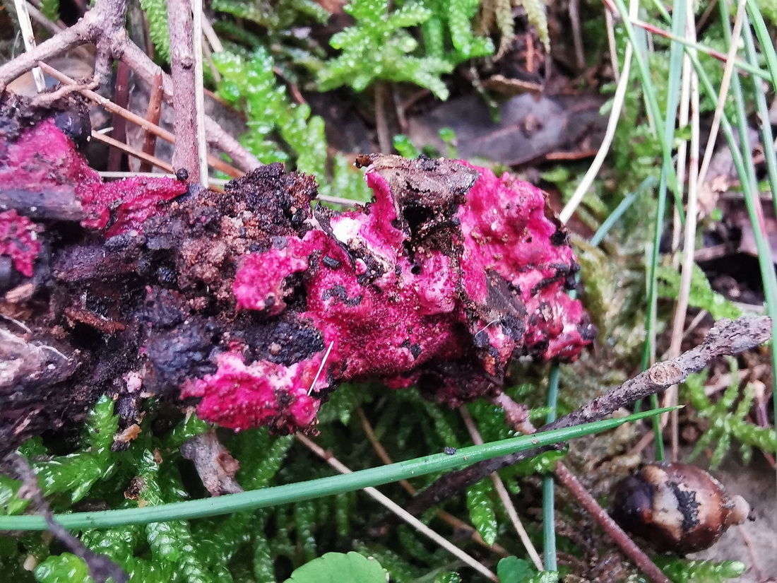 Hypomyces rosellus