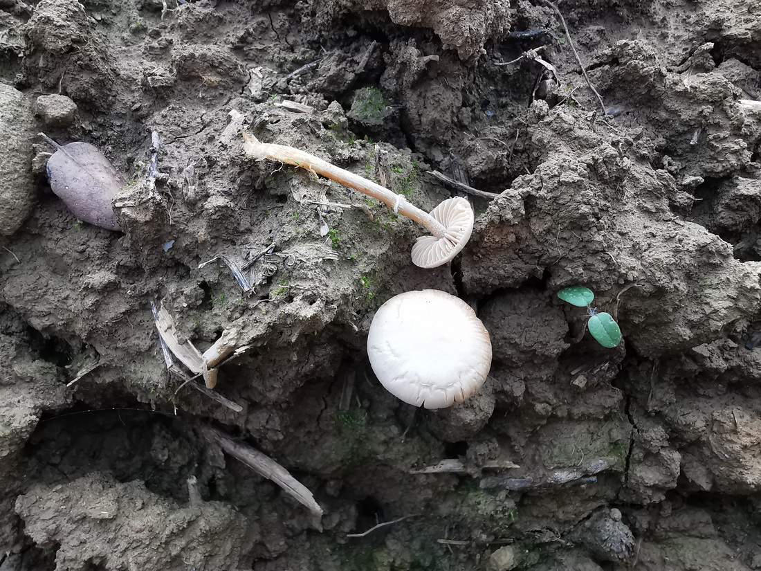 Conocybe aporos