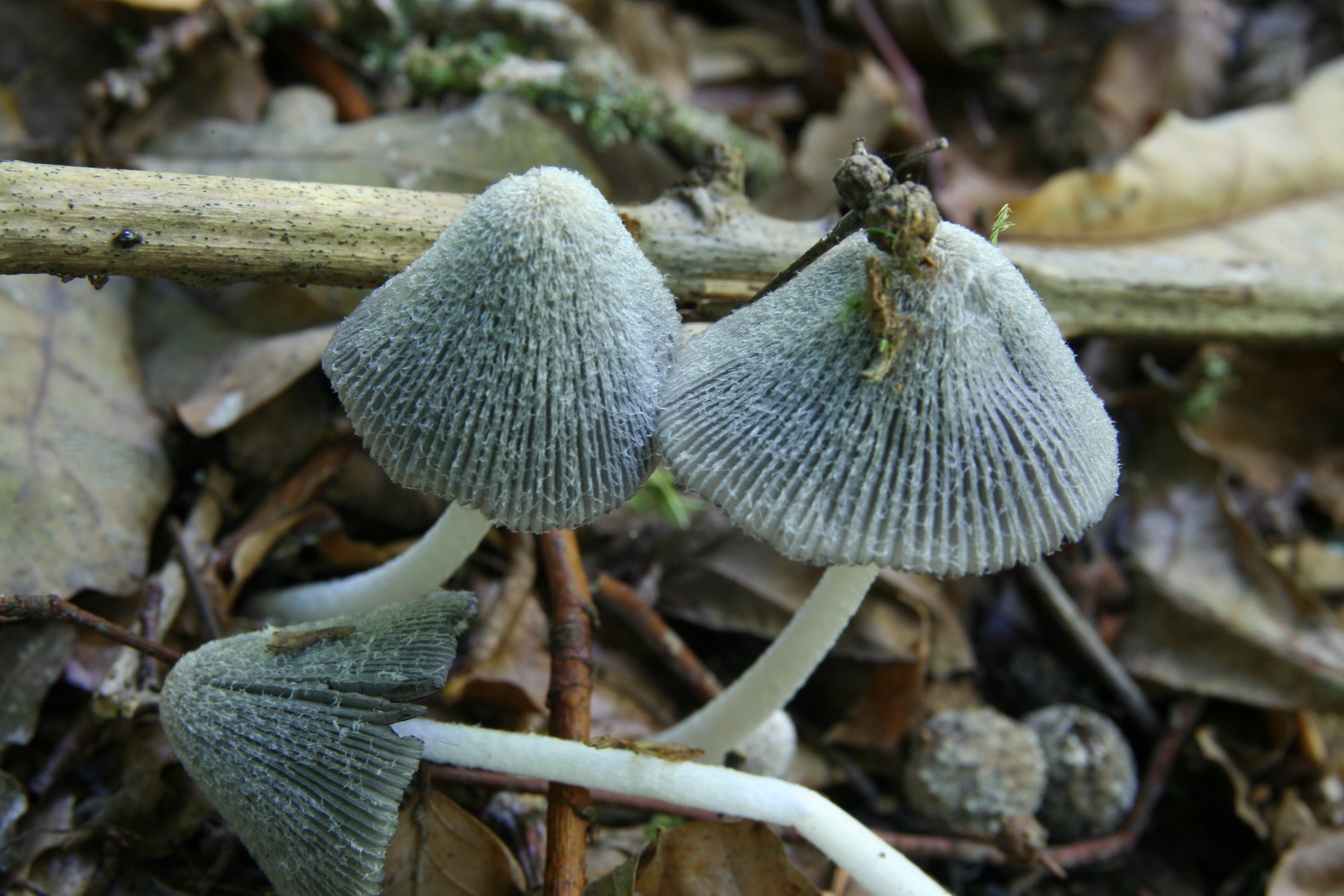 Coprinopsis lagopus