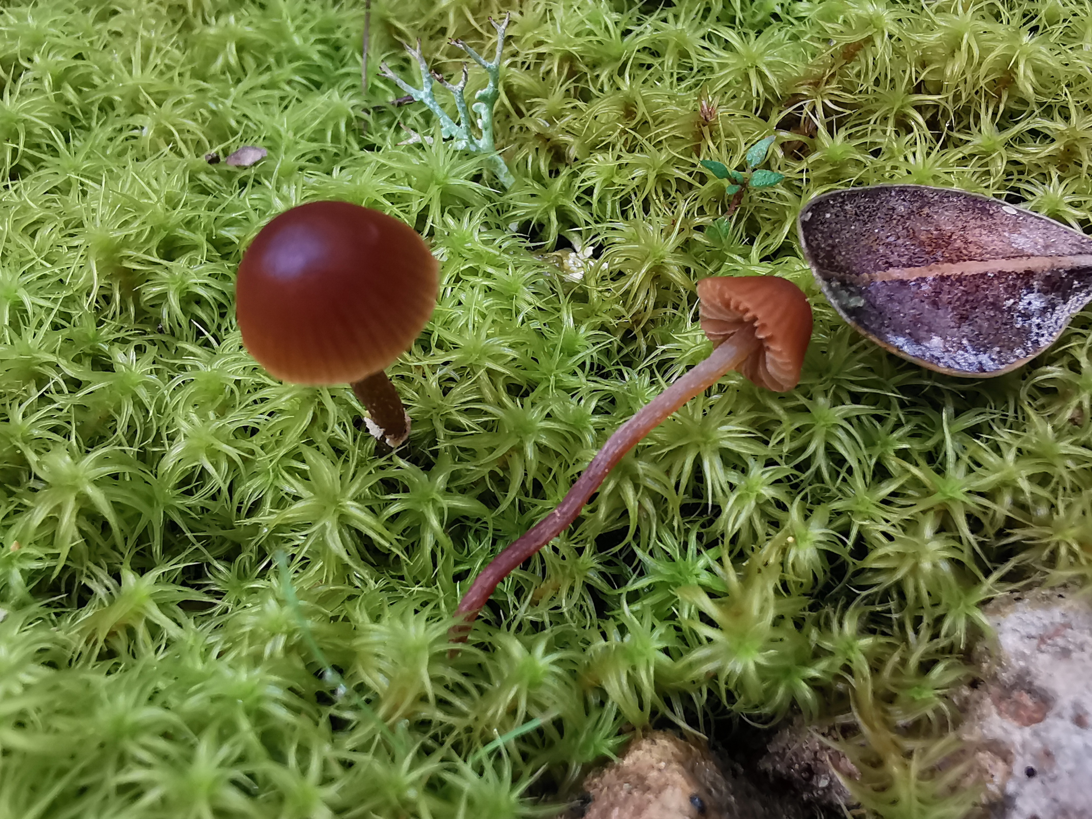 Conocybe vexans