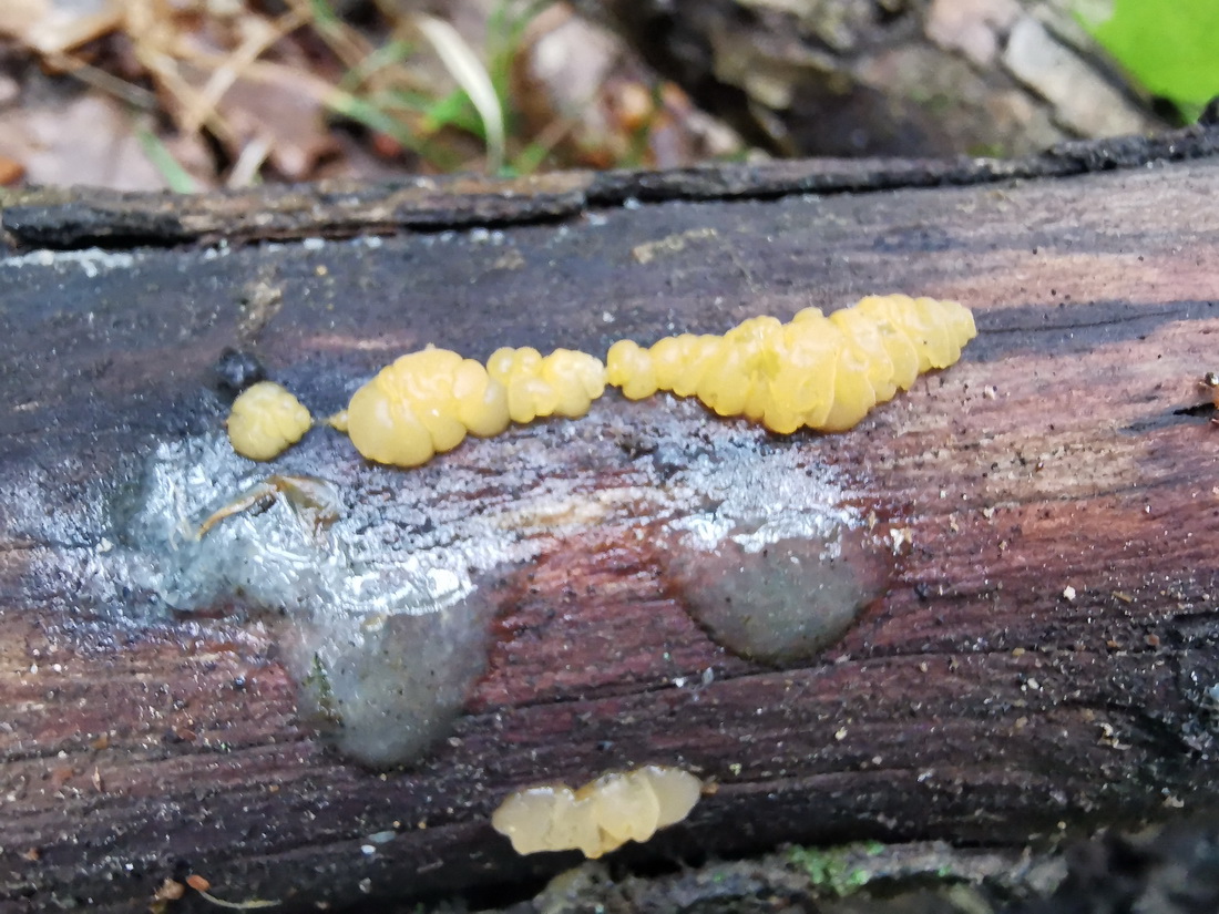 Dacrymyces chrysospermus