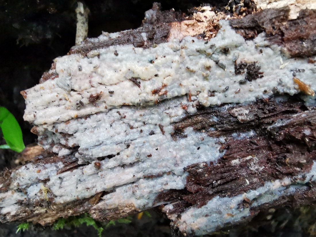 Exidiopsis galzinii