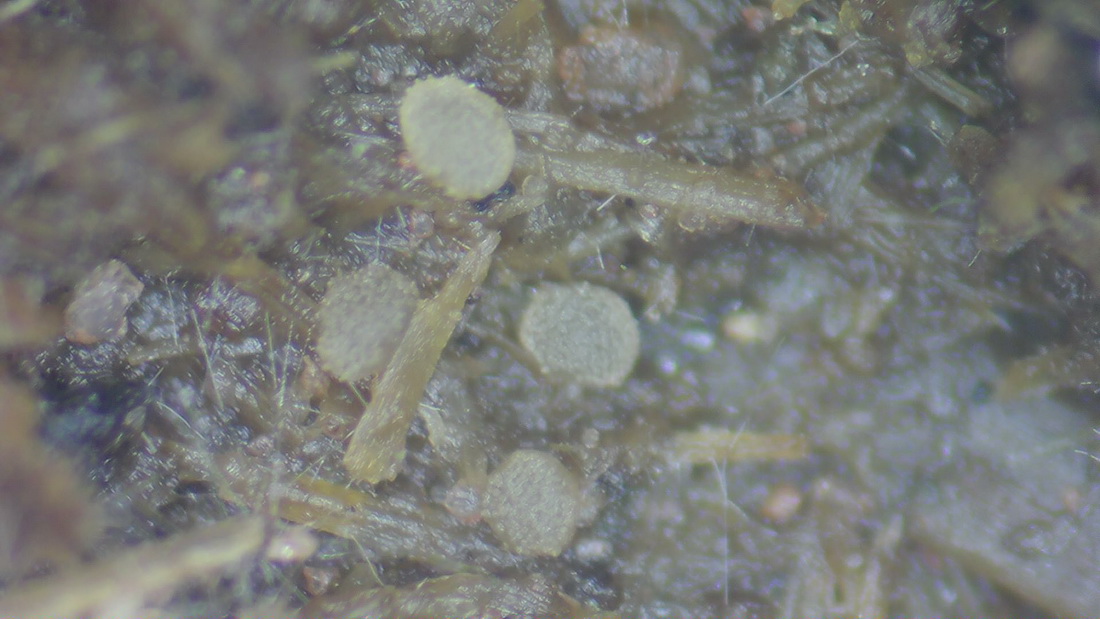 Coprotus leucopocillum