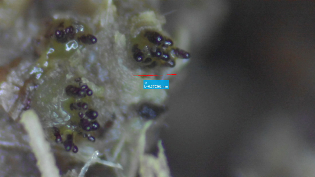 Ascobolus immersus