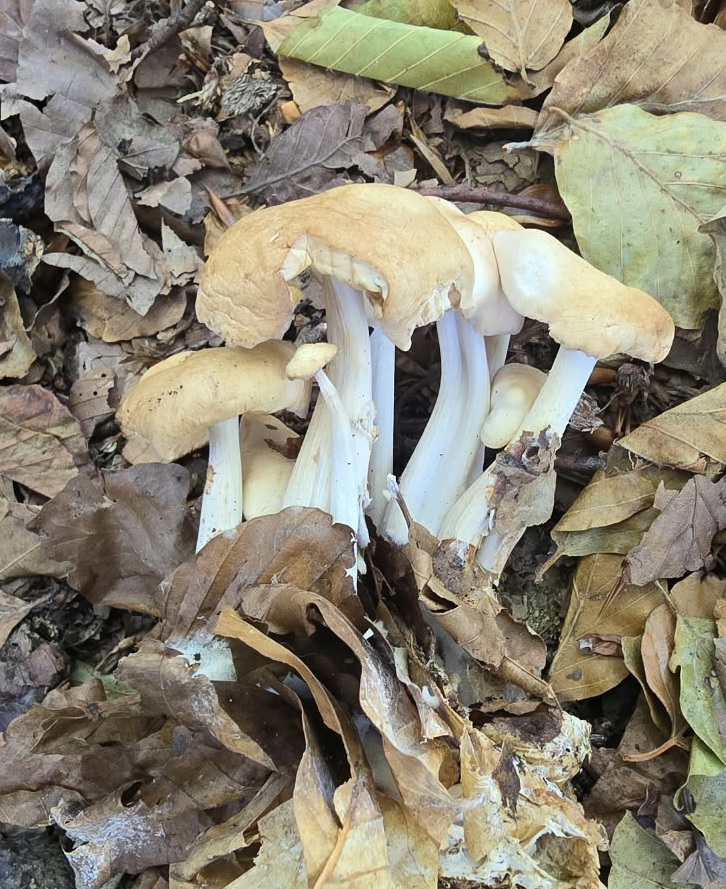 Gymnopus spec