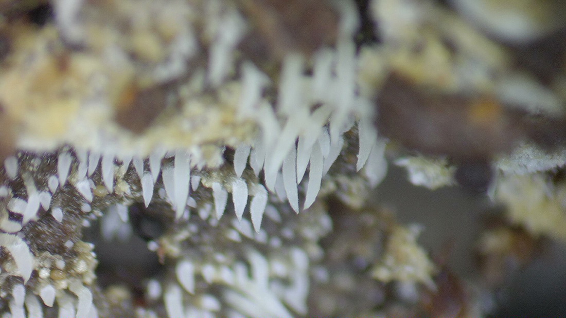 Ceratellopsis corneri