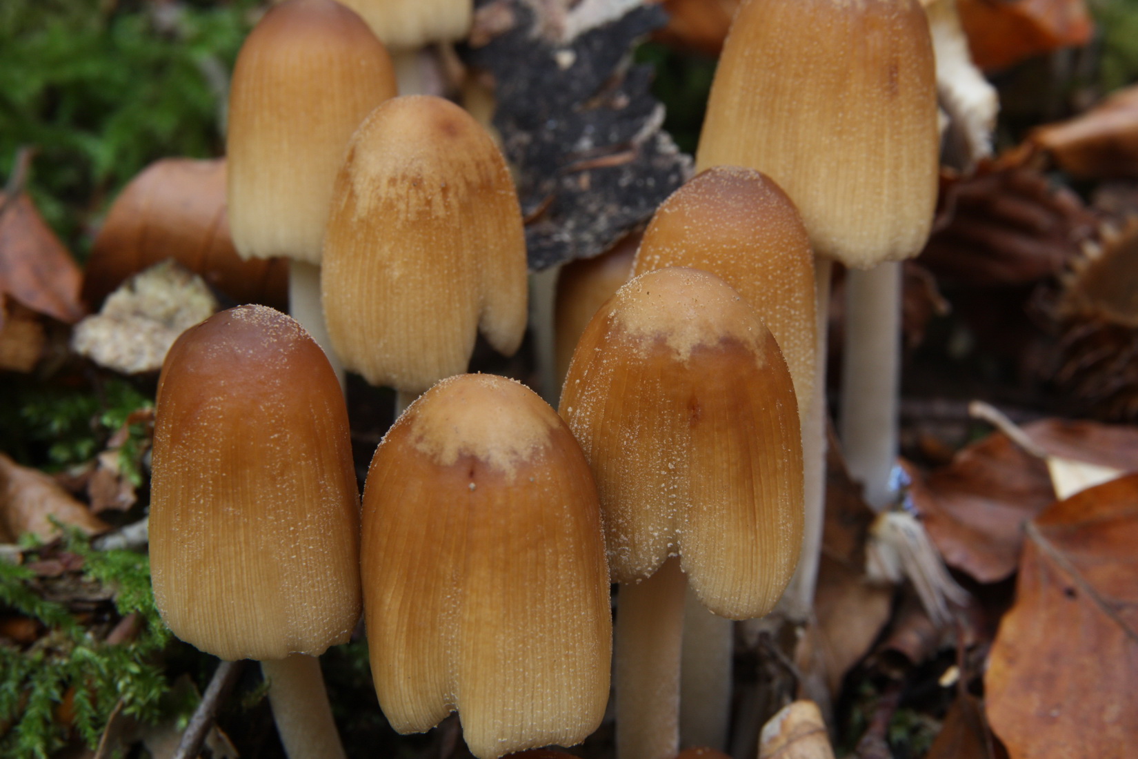 Coprinellus micaceus