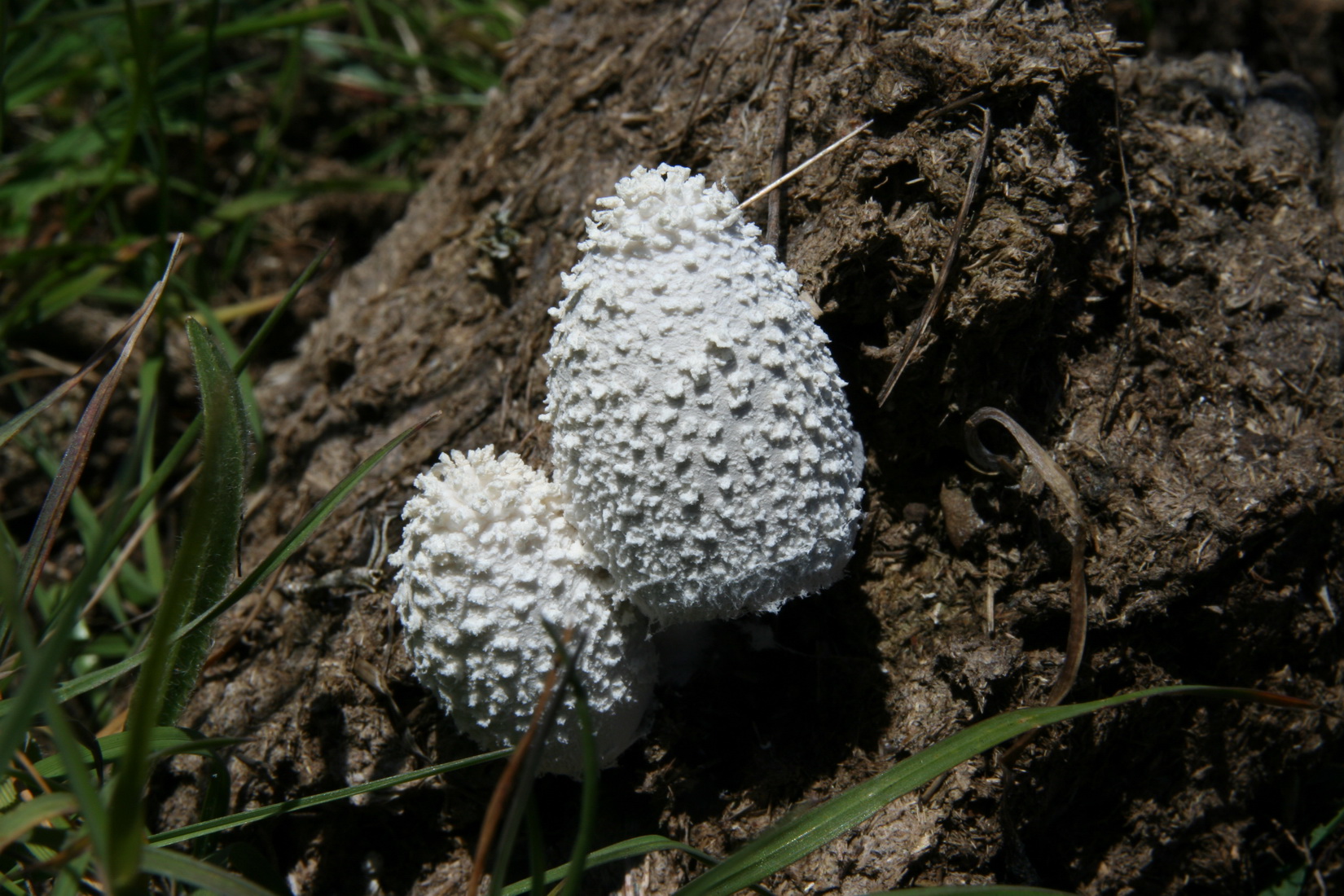 Coprinopsis nivea
