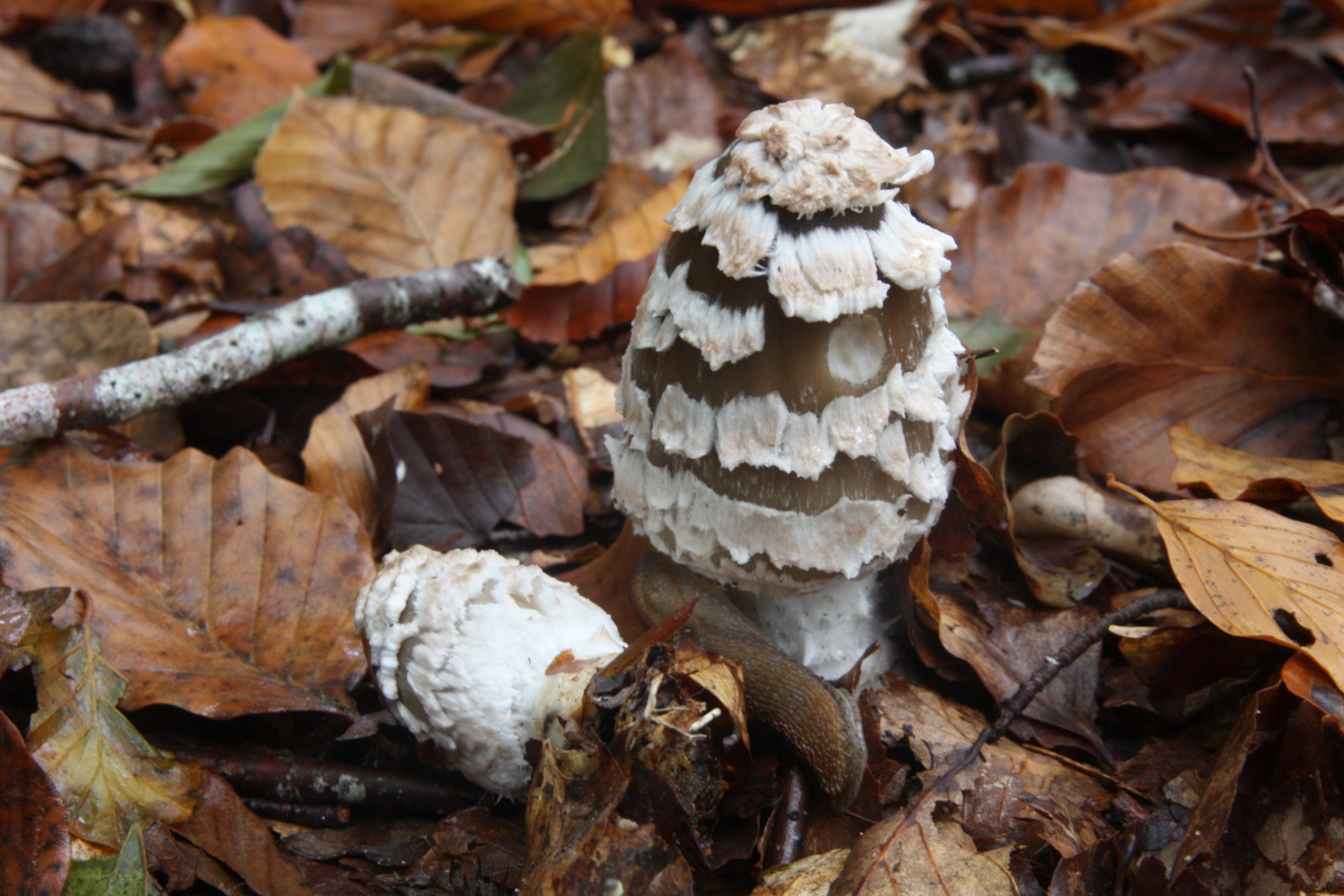 Coprinopsis picacea