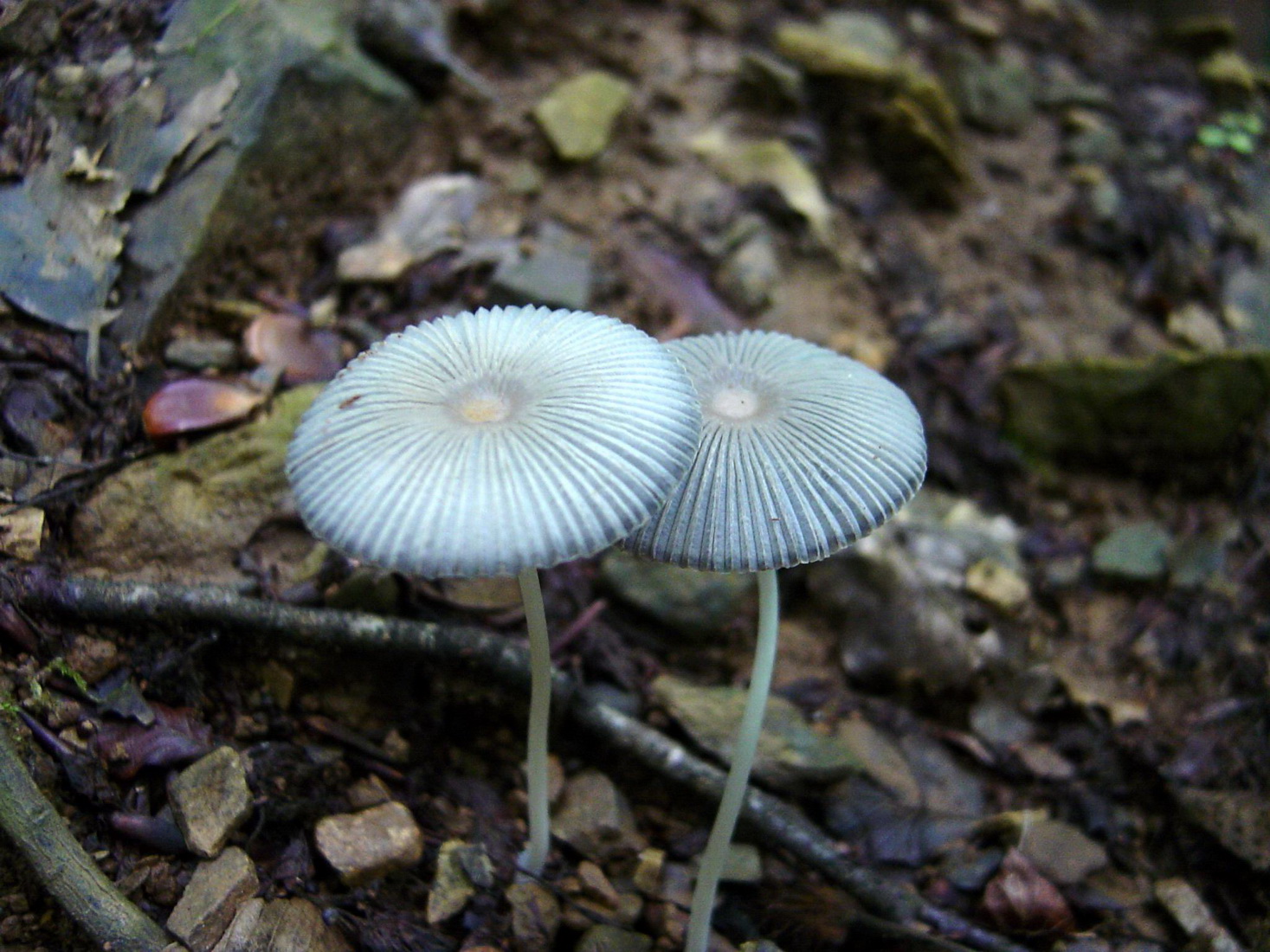 Parasola plicatilis