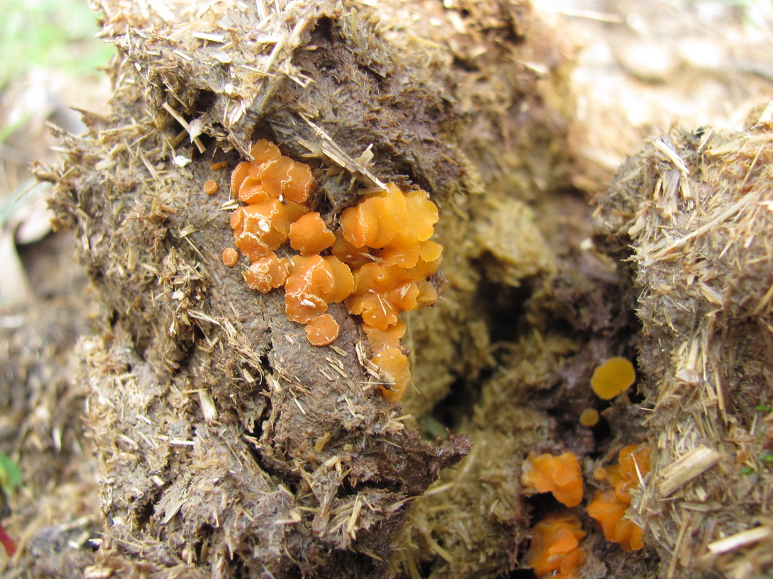 Cheilymenia granulata