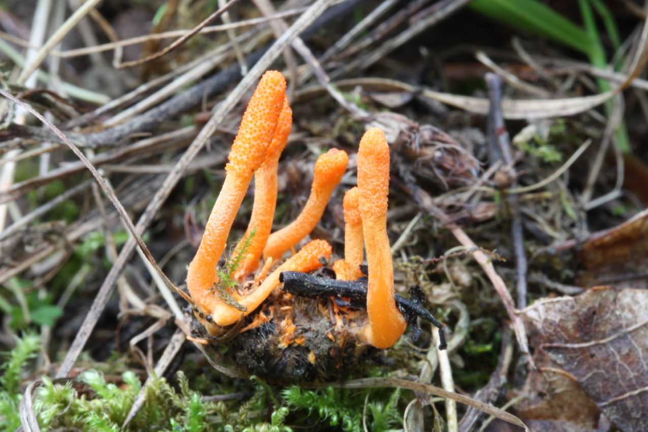 Cordyceps militaris
