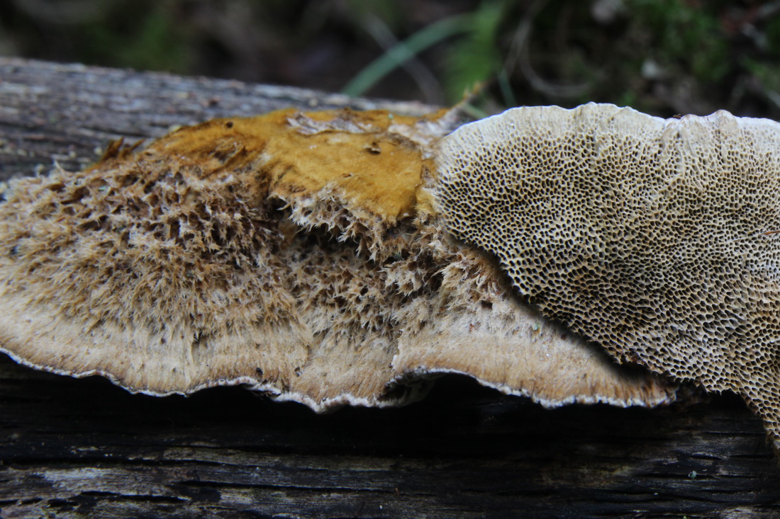 Coriolopsis gallica