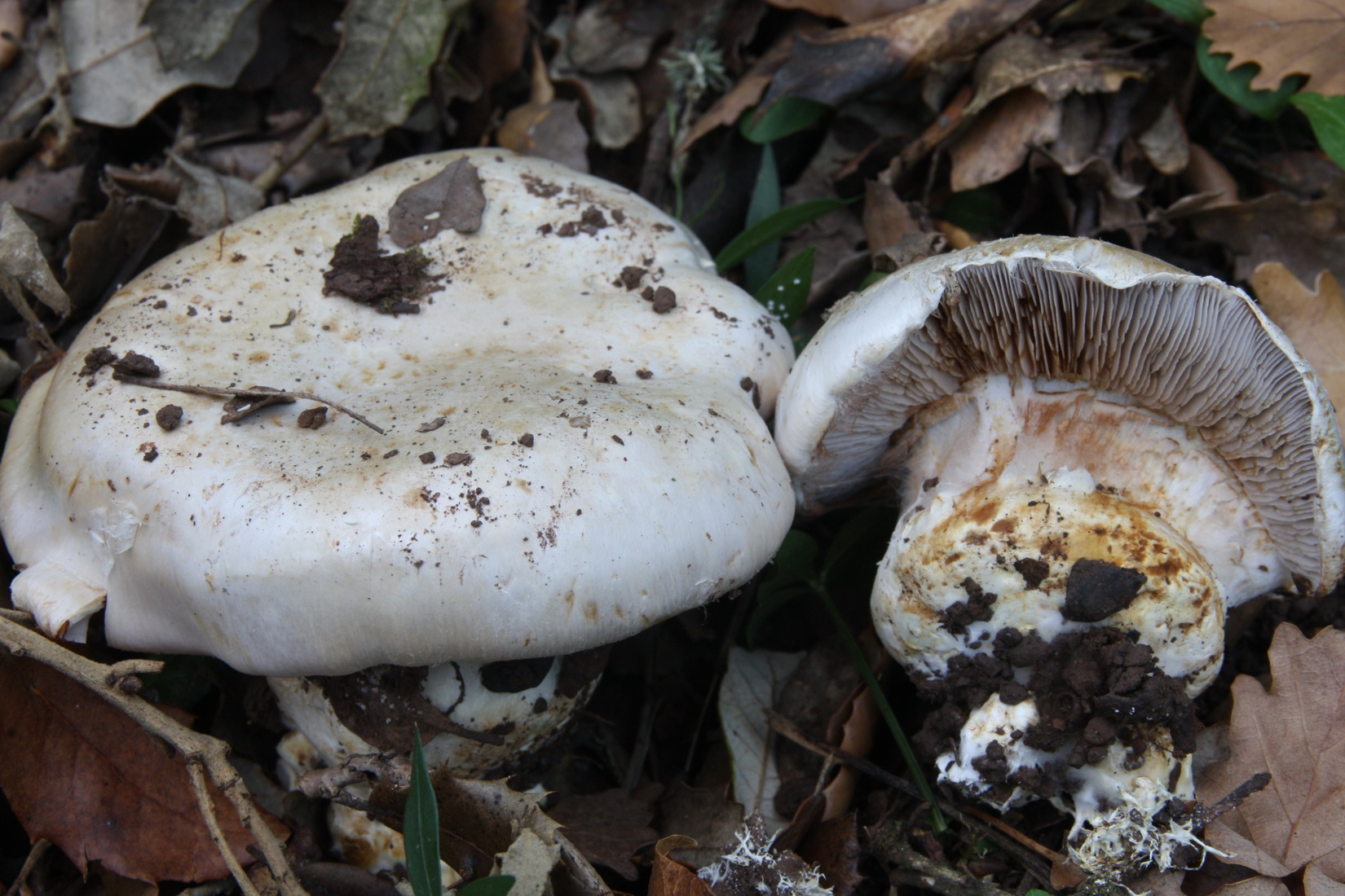 Cortinarius europaeus