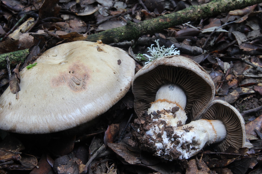 Cortinarius anfractoides