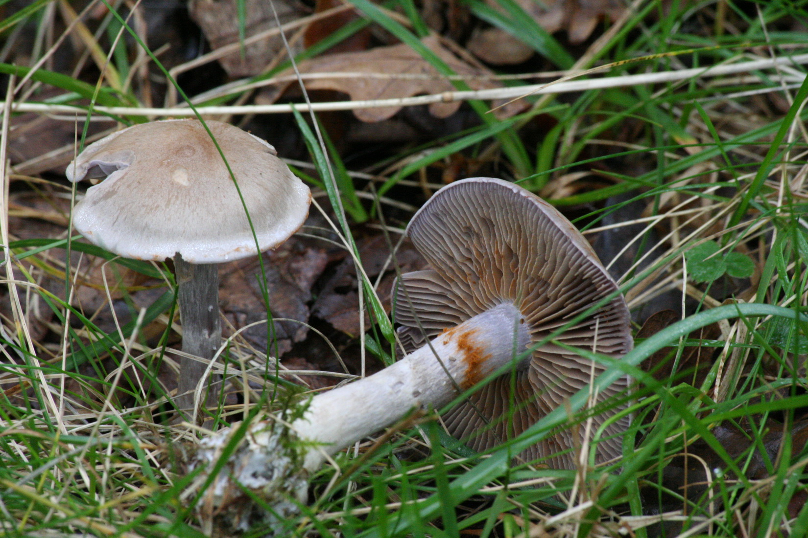 Cortinarius anomalus
