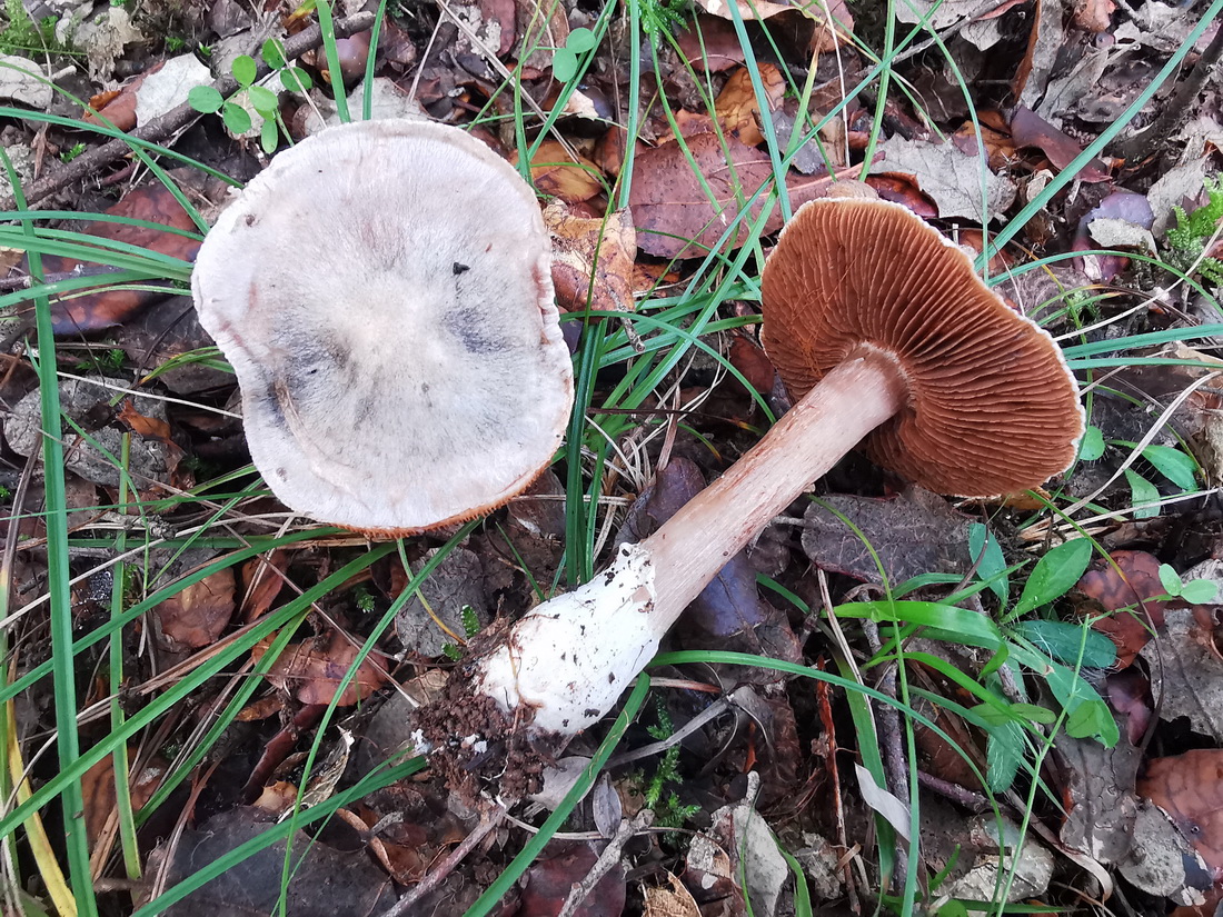 Cortinarius argentatus