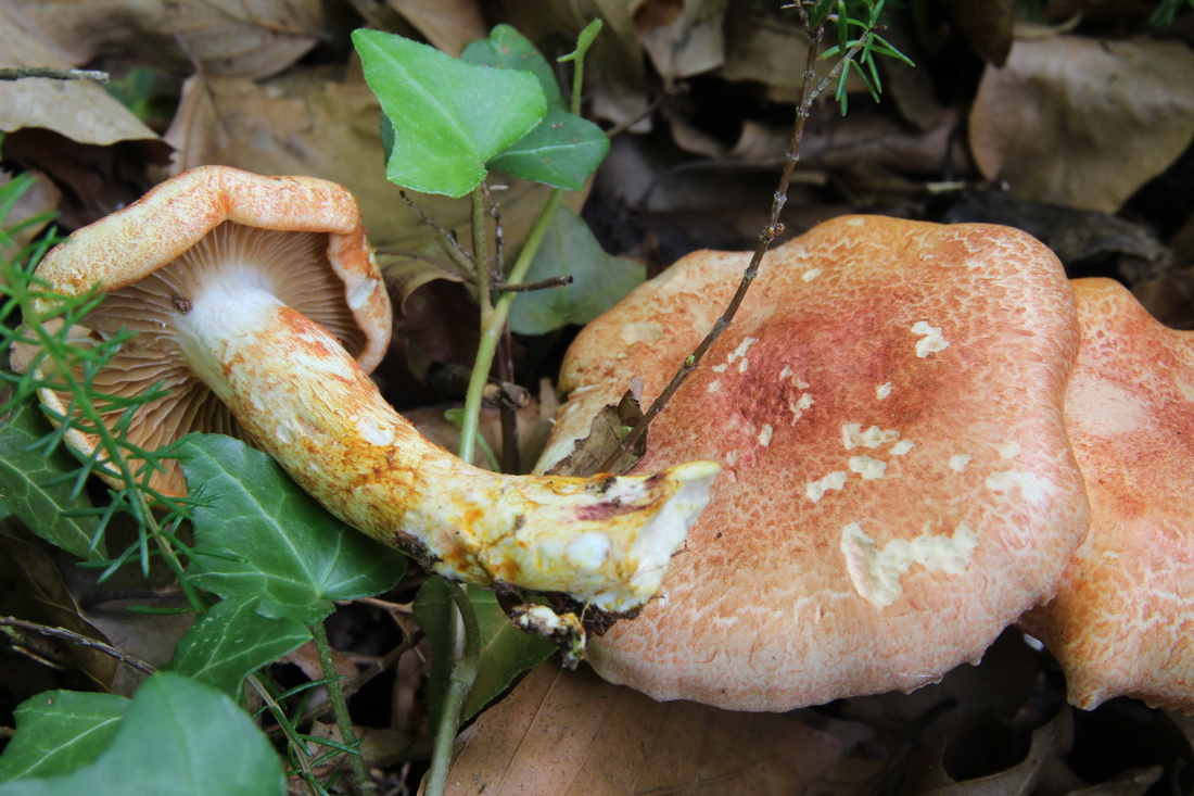 Cortinarius bolaris