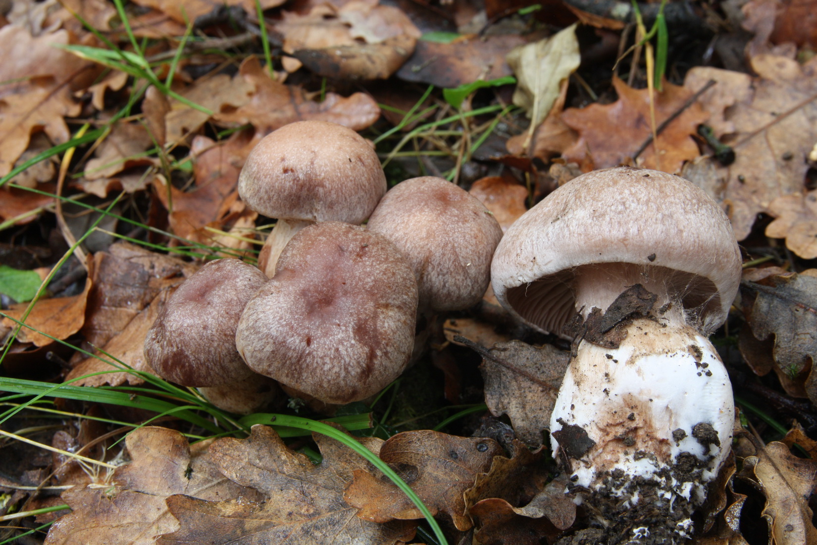 Cortinarius aprinus