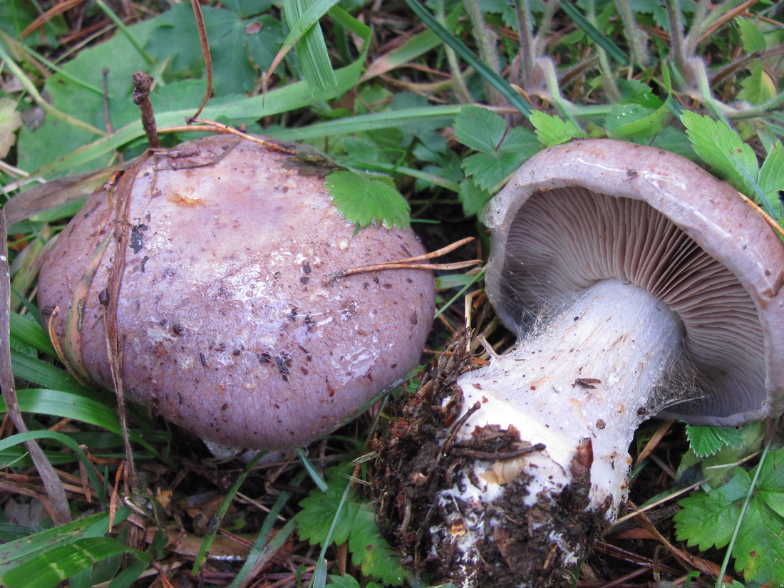 Cortinarius caerulescens