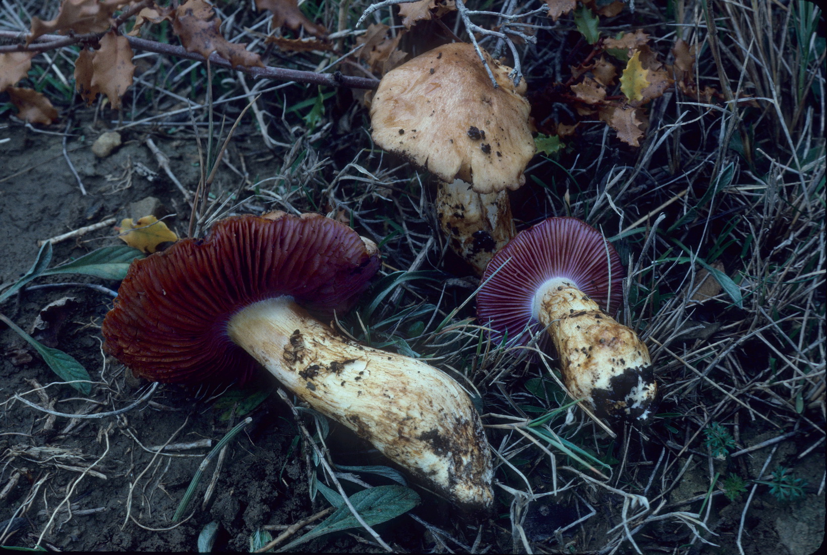 Cortinarius caligatus