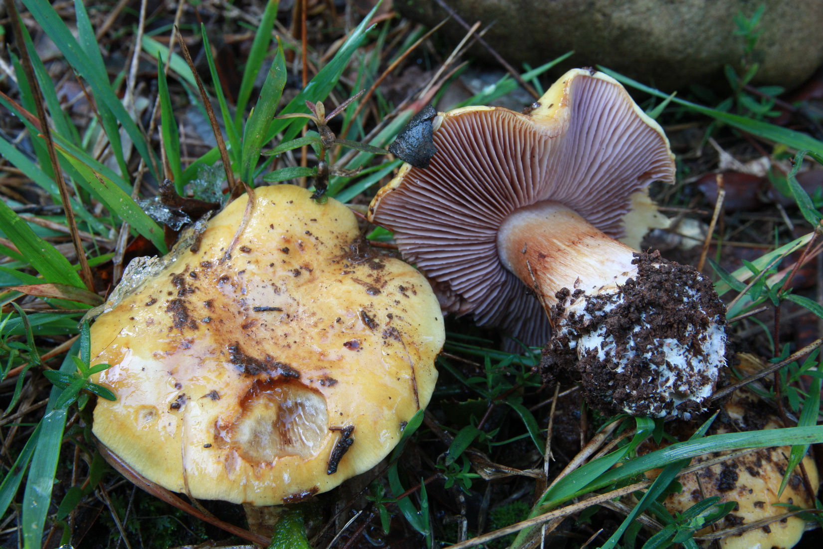 Cortinarius callochrous