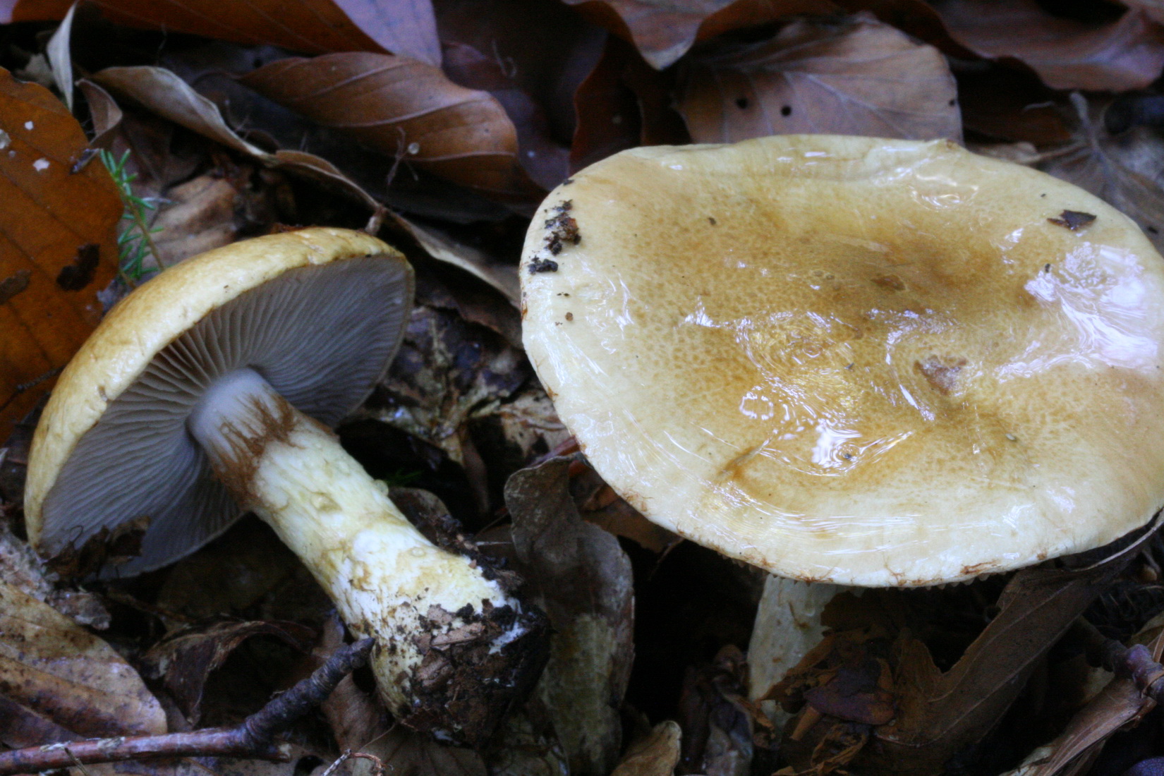 Cortinarius cliduchus