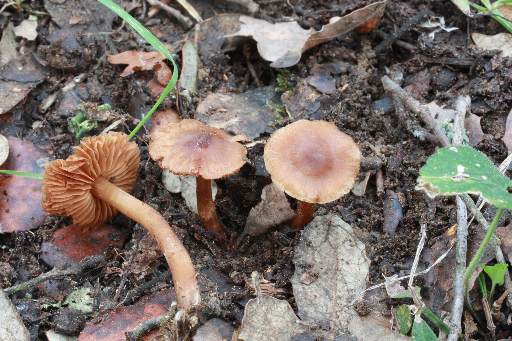 Cortinarius decipiens
