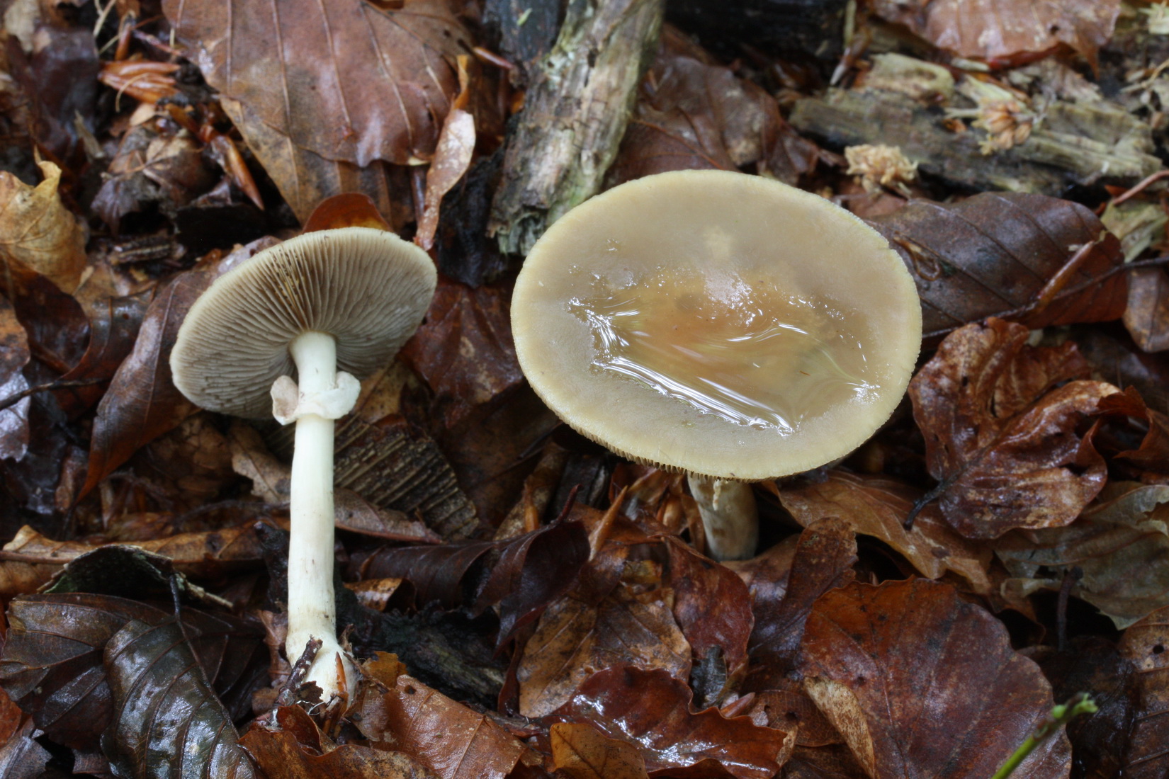Agrocybe praecox