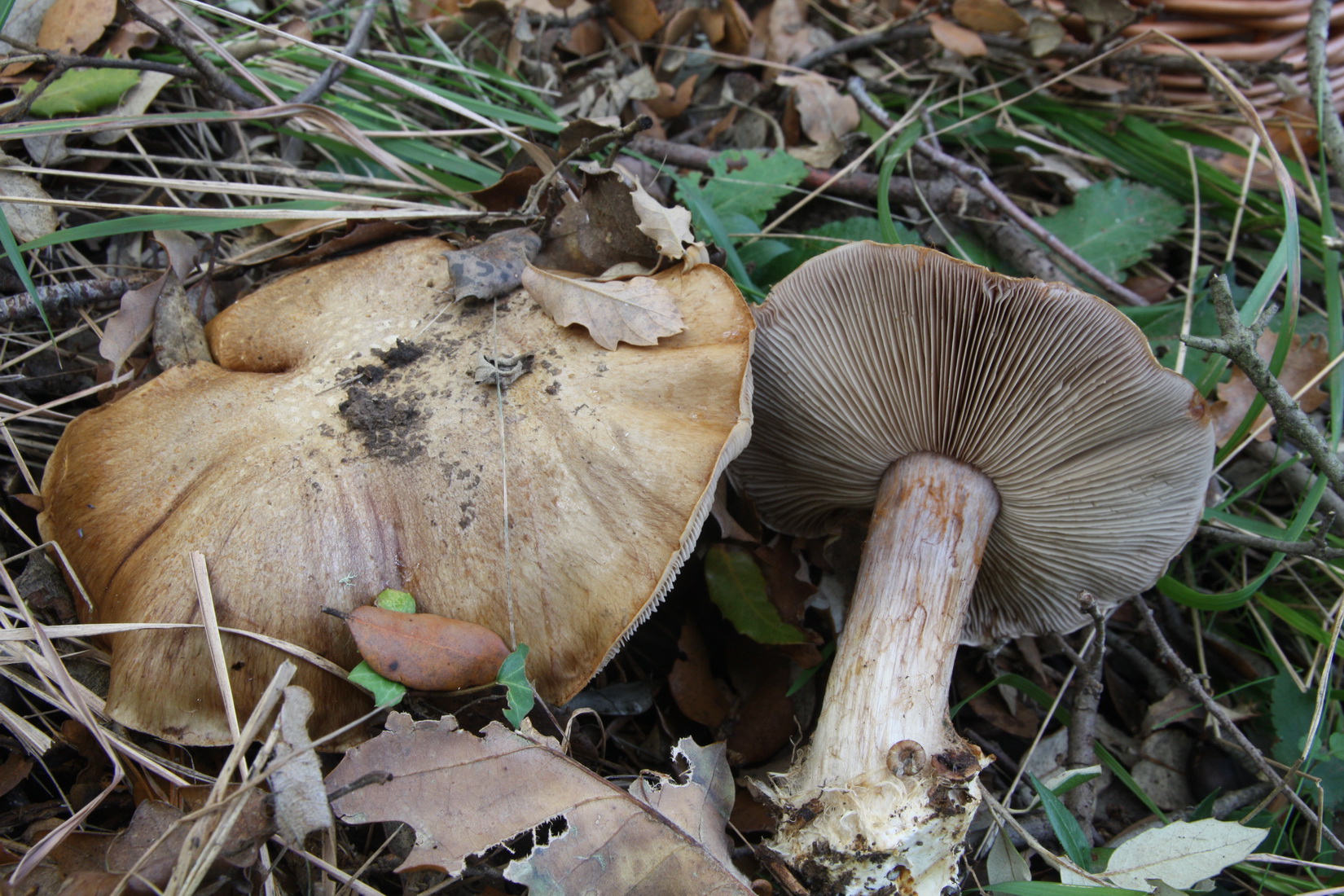 Cortinarius glaucopus
